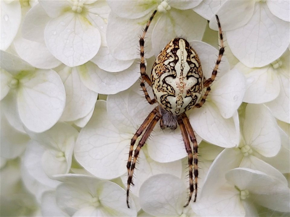 Oak Spider (Aculepeira ceropegia)