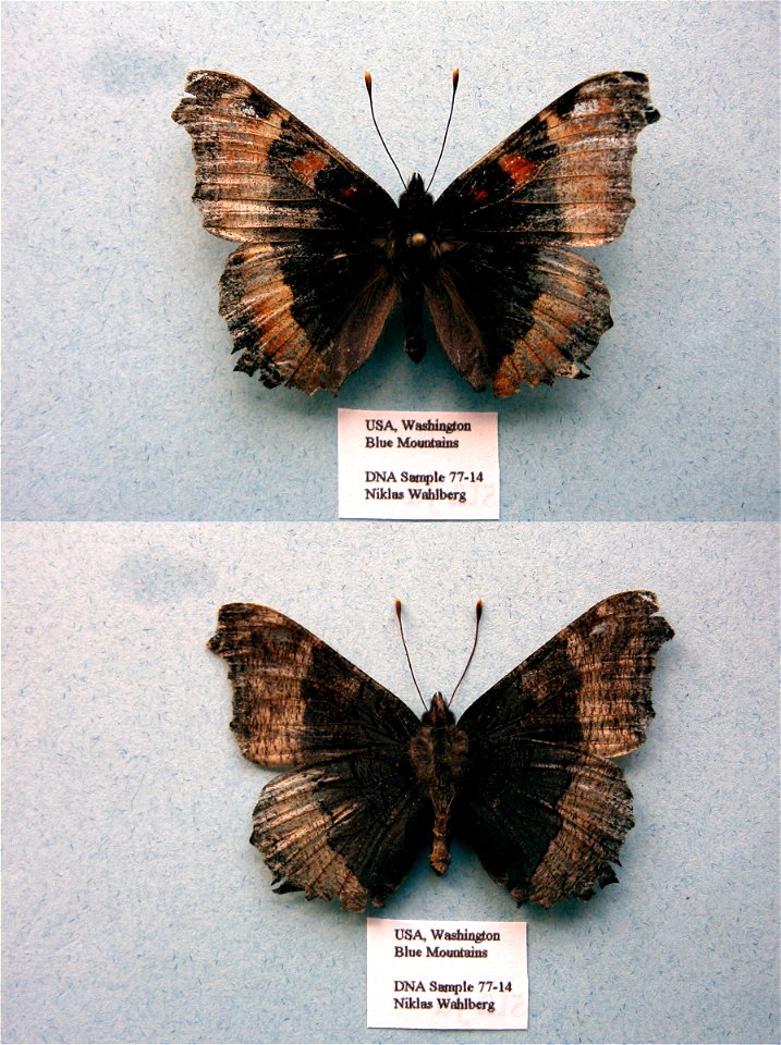 UNITED STATES OF AMERICA.  Blue Mountains, WA,  Cladistics 2003, BJLS 2005, BMC 2009,  Exemplar,  <a href="http://nymphalidae.utu.fi/story.php?code=NW77-14" rel="nofollow">see in our database&lt