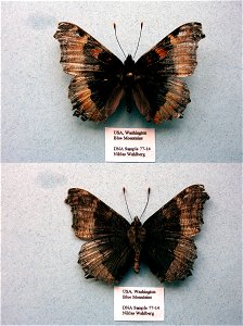 UNITED STATES OF AMERICA.  Blue Mountains, WA,  Cladistics 2003, BJLS 2005, BMC 2009,  Exemplar,  <a href="http://nymphalidae.utu.fi/story.php?code=NW77-14" rel="nofollow">see in our database&lt