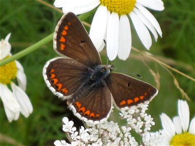 Aricia agestis (Brown Argus), Arnhem, the Netherlands photo