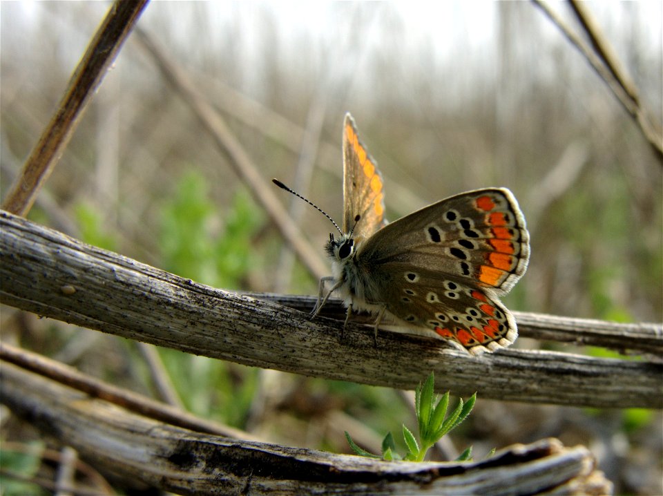 Aricia cramera (Lycaenidae). Hembra. Rivas Vaciamadrid, Madrid, España.