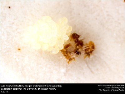 Atta texana leafcutter ant queen with eggs and incipient fungus garden.Laboratory colony at The University of Texas at Austin.v.2018






This image was created as part of the Insects Unlocked projec