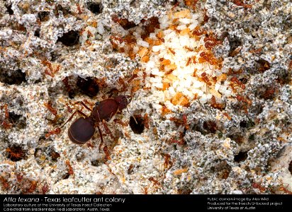 A rare peak inside the garden of a leafcutter ant colony reveals the queen (center-left), brood, and an extensive matrix of fungal hyphae that form both the nest structure and the insects' exclusive d photo