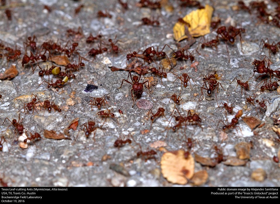 USA, TX, Travis Co.: Austin
Brackenridge Field Laboratory

19-x-2016