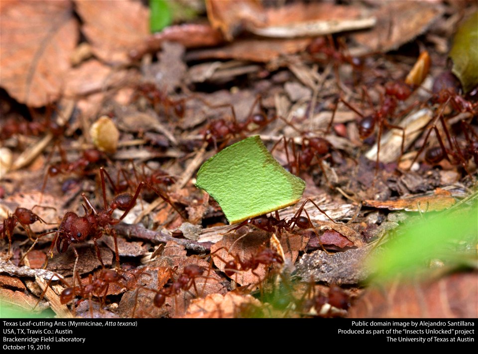 USA, TX, Travis Co.: Austin
Brackenridge Field Laboratory

19-x-2016