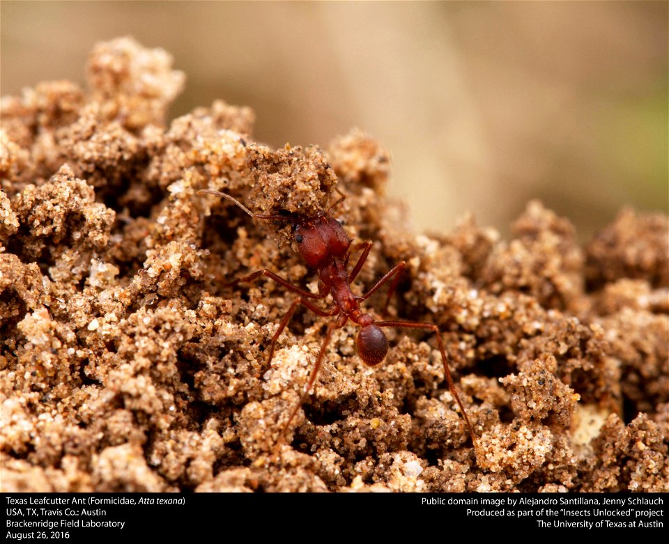 USA, TX, Travis Co.: Austin
Brackenridge Field Laboratory

26-viii-2016