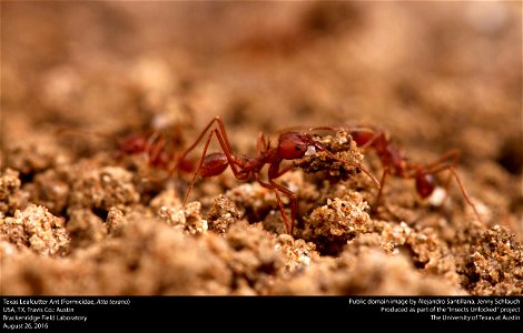 USA, TX, Travis Co.: Austin
Brackenridge Field Laboratory

26-viii-2016