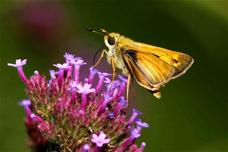 Image title: Skipper butterfly hesperia comma on garden phlox
Image from Public domain images website, http://www.public-domain-image.com/full-image/fauna-animals-public-domain-images-pictures/insects