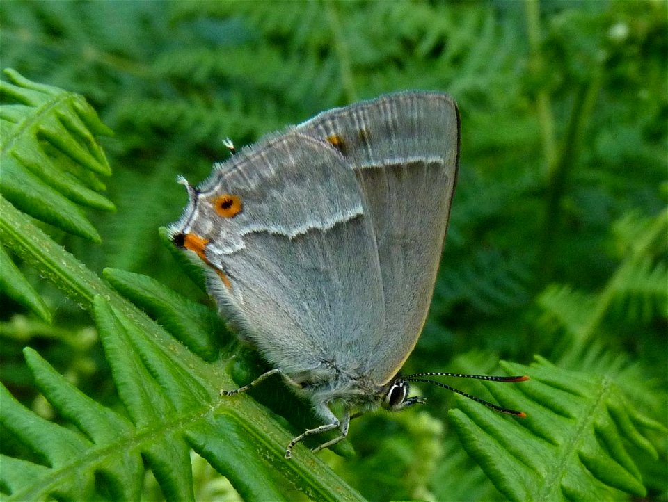 Purple Hairstreak on Bracken Closed.