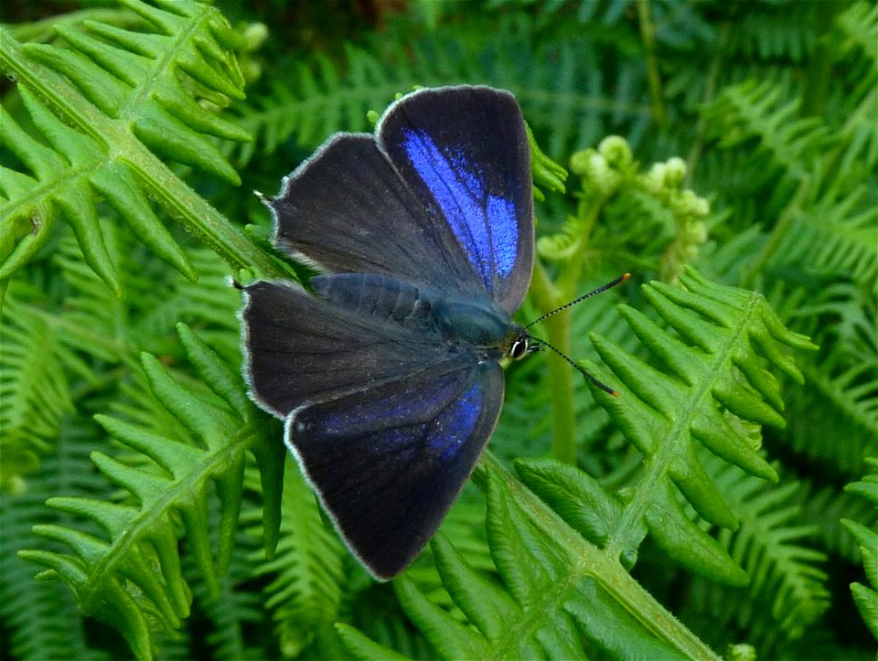 Purple Hairstreak on Bracken with open wings.