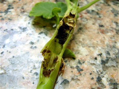 Two grubs of the species Cacyreus marshalli in the tunnel they dig in a geranium stem.
Please note the severe damage they made to the victim plant