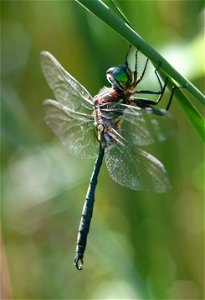 adult male Hine's emerald dragonfly, Somatochlora hineana, Will County Illinois