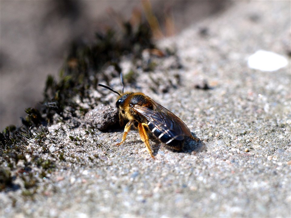 Furchenbiene Halictus rubicundus. An der Hinterleibsspitze ist die bei Weibchen der Schmal- und Furchenbienen typische Furche zu erkennen.