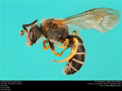 Sweat Bee (Halictus rubicundus)
USA, New Jersey, Monmouth Co.
Fair Haven
8-17-VII-1992
coll. A.W.Hook
Public domain image by Alexis Roberts
Produced as part of the “Insects Unlocked” project
The Unive