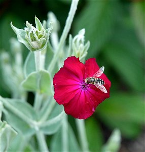 Dusty-miller photo