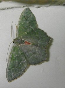 Hemithea aestivaria
