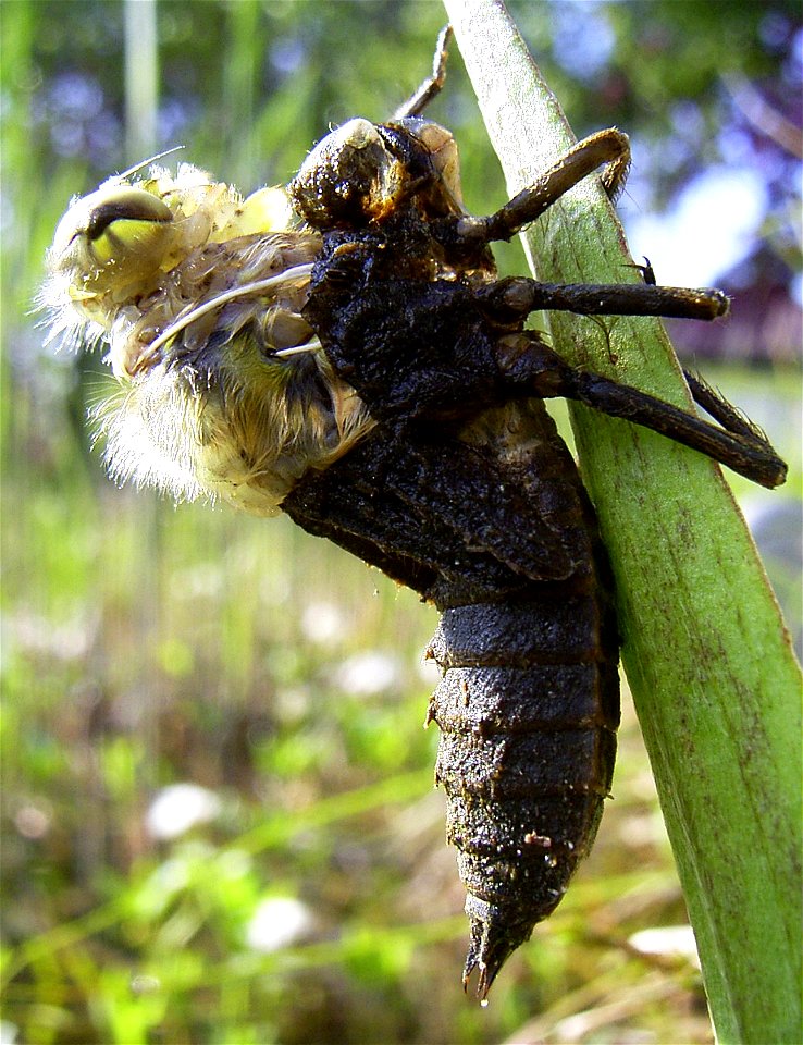 Libellula quadrimaculata Häutung zum Imago 1