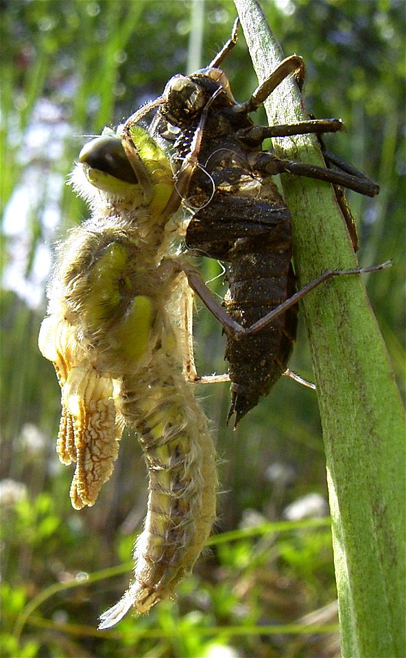 Libellula quadrimaculata Häutung zum Immago 3