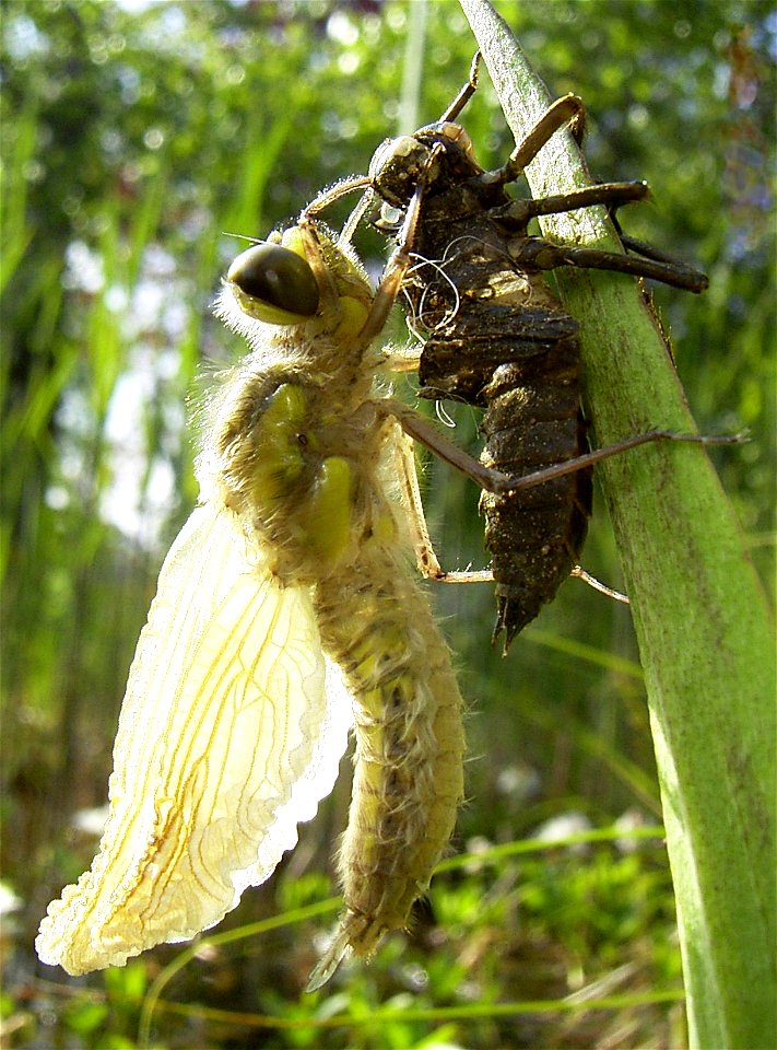 Libellula quadrimaculata Häutung zum Immago 4