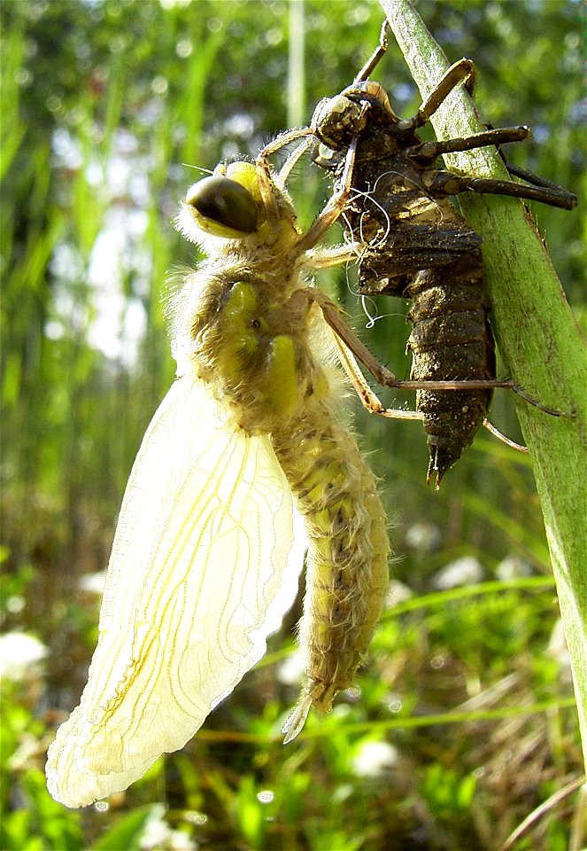 Libellula quadrimaculata Häutung zum Imago 5