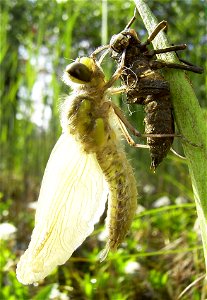 Libellula quadrimaculata Häutung zum Imago 5