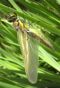 Libellula quadrimaculata Häutung zum Imago 8