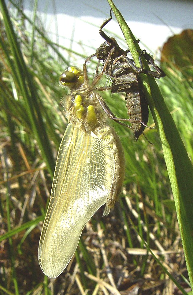 Libellula quadrimaculata Häutung zum Immago 7