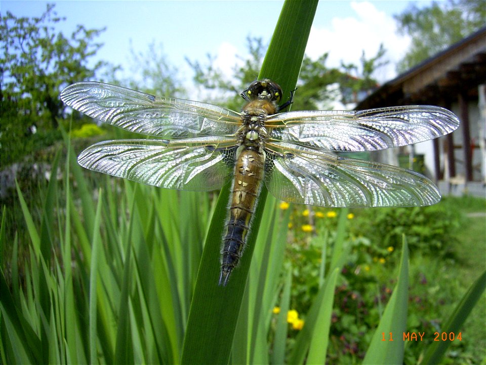 Libellula quadrimaculata Häutung zum Imago 9