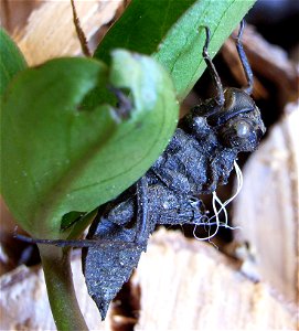 Exuvia of Libellula quadrimaculata on photo