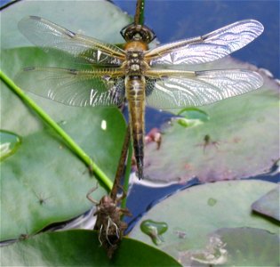 Hatched Dragonfly and Exuvia, shortly after hatching. Probably Libellula quadrimaculata Garden pond in Munich, Germany photo