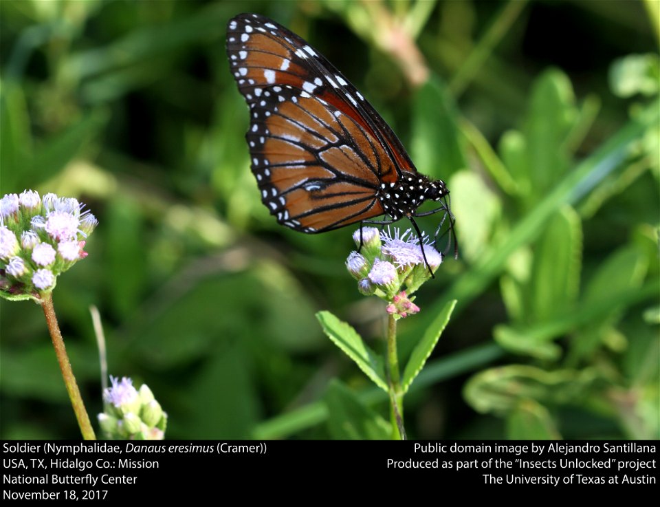 Soldier (Nymphalidae, Danaus eresimus (Cramer))
USA, TX, Hidalgo Co.: Mission
National Butterfly Center
November 18, 2017






This image was created as part of the Insects Unlocked project at the Un