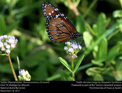 Soldier (Nymphalidae, Danaus eresimus (Cramer)) USA, TX, Hidalgo Co.: Mission National Butterfly Center November 18, 2017 This image was created as part of the Insects Unlocked project at the Un photo