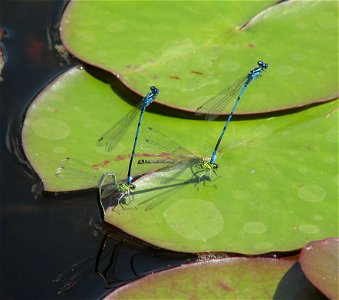 Tandems von Hufeisen-Azurjungfern (Coenagrion puella) bei der Eiablage photo