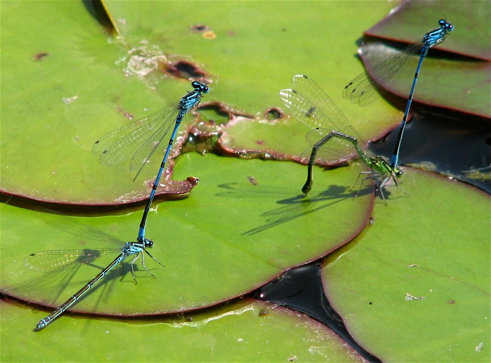 Tandems von Hufeisen-Azurjungfern (Coenagrion puella) bei der Eiablage photo