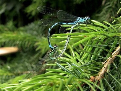 Coenagrion puella, mating wheel photo