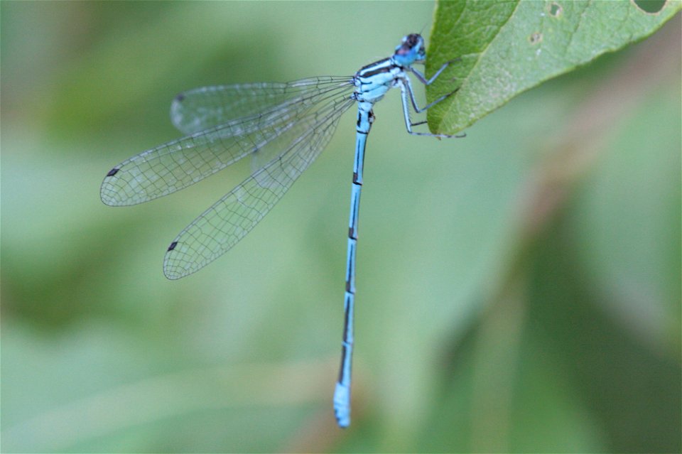 Coenagrion puella - Belgium photo