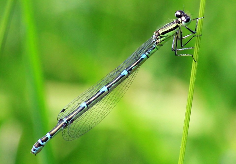 Unbekannte Azurjungfer, photographiert von Christina Appel im Landkreis Gifhorn. Möglicherweise ein Weibchen von Coenagrion puella in einer ungewöhnlichen grünblauen Färbungs- und Zeichnungsvariante.