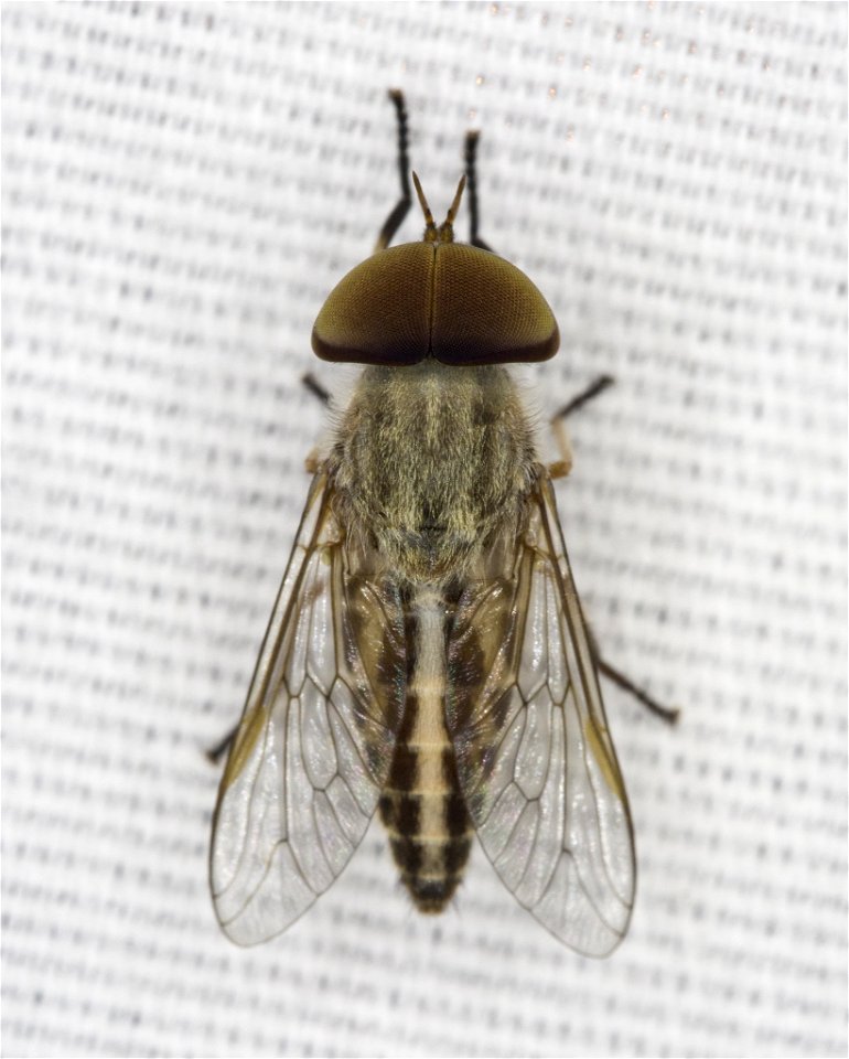 Striped Horse Fly (Tabanus lineola)