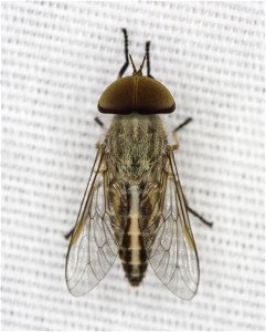 Striped Horse Fly (Tabanus lineola) photo