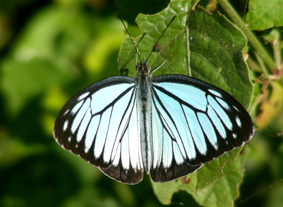 Life Cycle of Common Wanderer (Pareronia valeria)