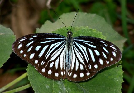 Common Wanderer_Pareronia valeria (Female)