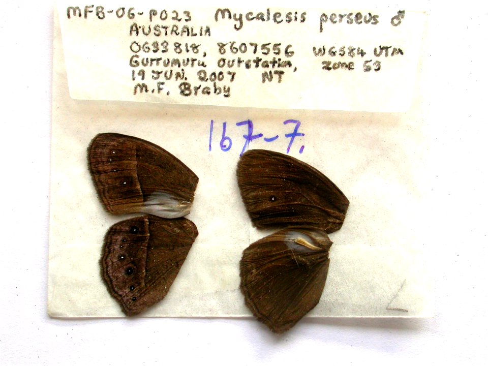 AUSTRALIA.  NT: Gurrumuru Outstation,  BMC 2010,   <a href="http://nymphalidae.utu.fi/story.php?code=NW167-7" rel="nofollow">nymphalidae.utu.fi/story.php?code=NW167-7</a>