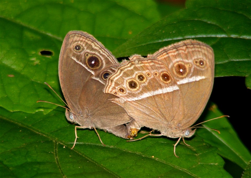 Common Bushbrown_Mycalesis perseus