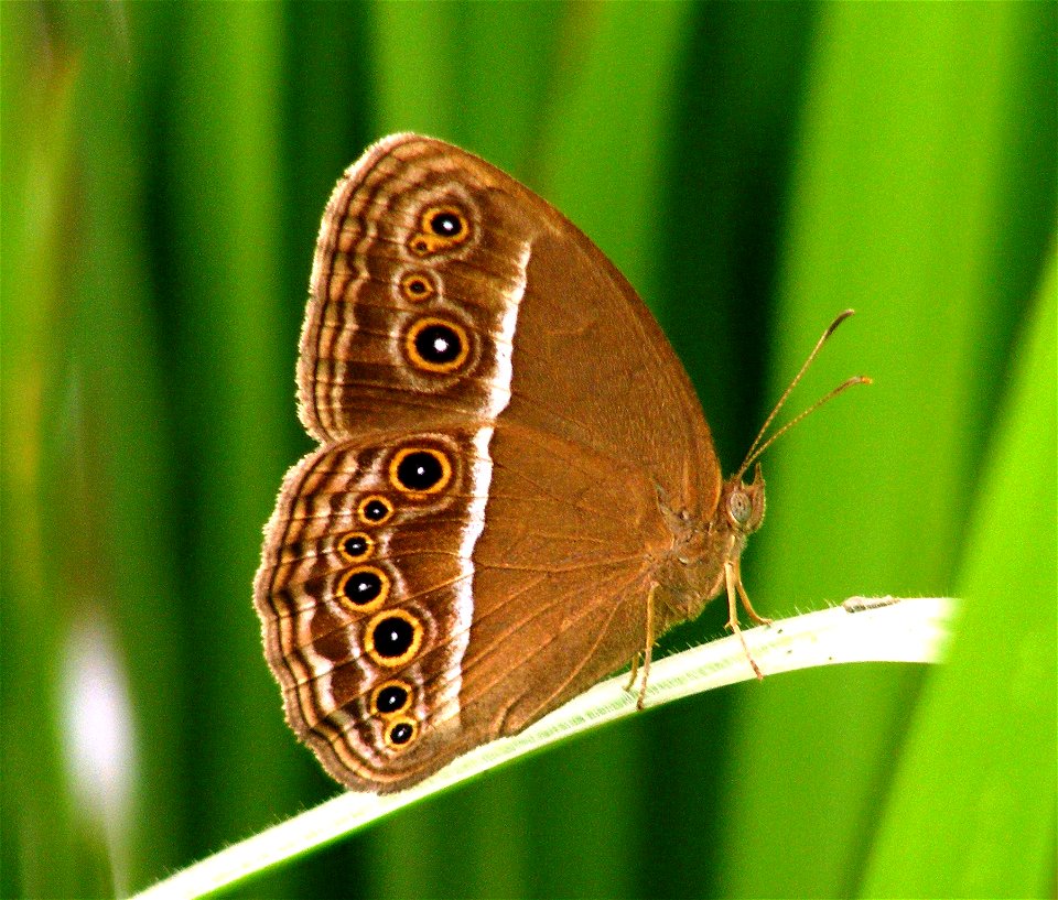 Common Bushbrown (Mycalesis perseus) photo