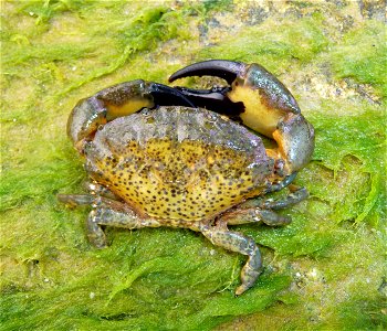 Jaguar round crab. The Black sea. photo