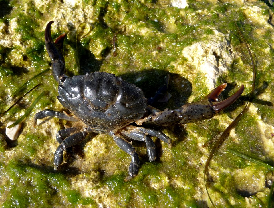 Jaguar round crab Xantho poressa. The Black sea. This crab has chelae (claws) of uncommon brown color (typically is black).