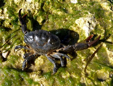 Jaguar round crab Xantho poressa. The Black sea. This crab has chelae (claws) of uncommon brown color (typically is black). photo