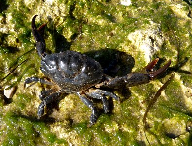Jaguar round crab Xantho poressa. The Black sea. This crab has chelae (claws) of uncommon brown color (typically is black).