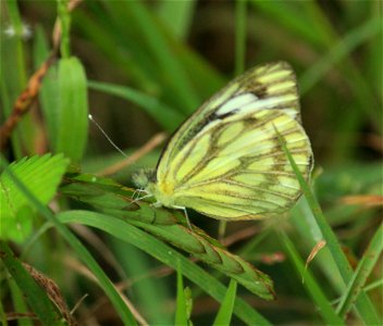 Cepora nerissa Fabricius, 1775 – Common Gull
