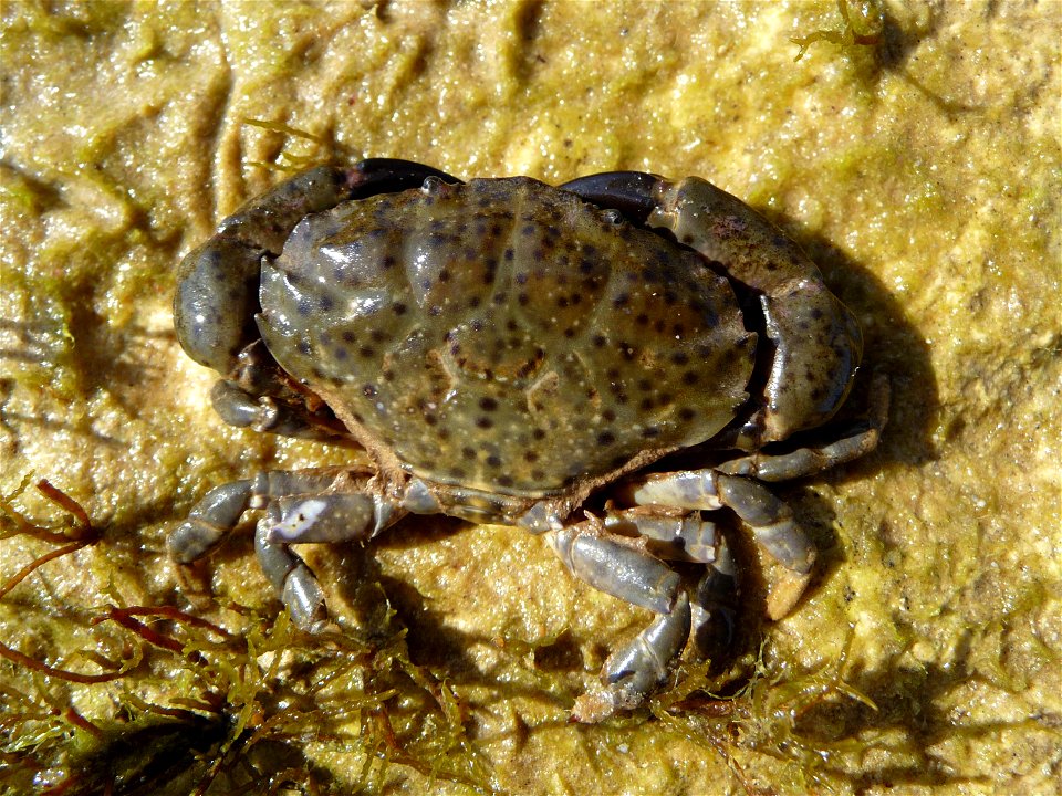 Jaguar round crab Xantho poressa. The Black sea.